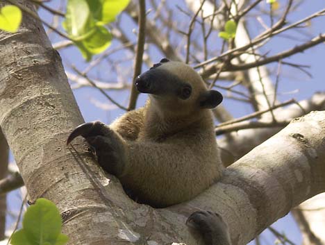 an anteater in
los llanos venezuela